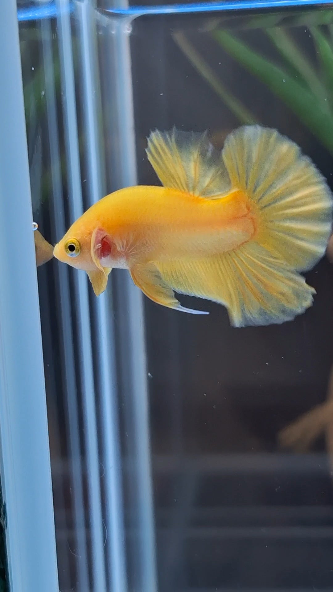 Junior Yellow Solid Color Plakat HMPK Betta Fish Male