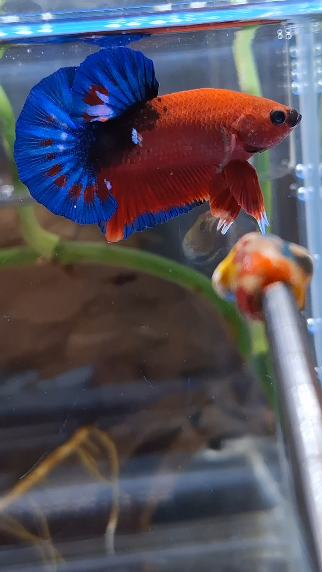 Red Hellboy Bold Blue Tail Plakat HMPK Betta Fish Male