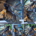 Yellow Copper King Rosetail Halfmoon Betta Fish Male