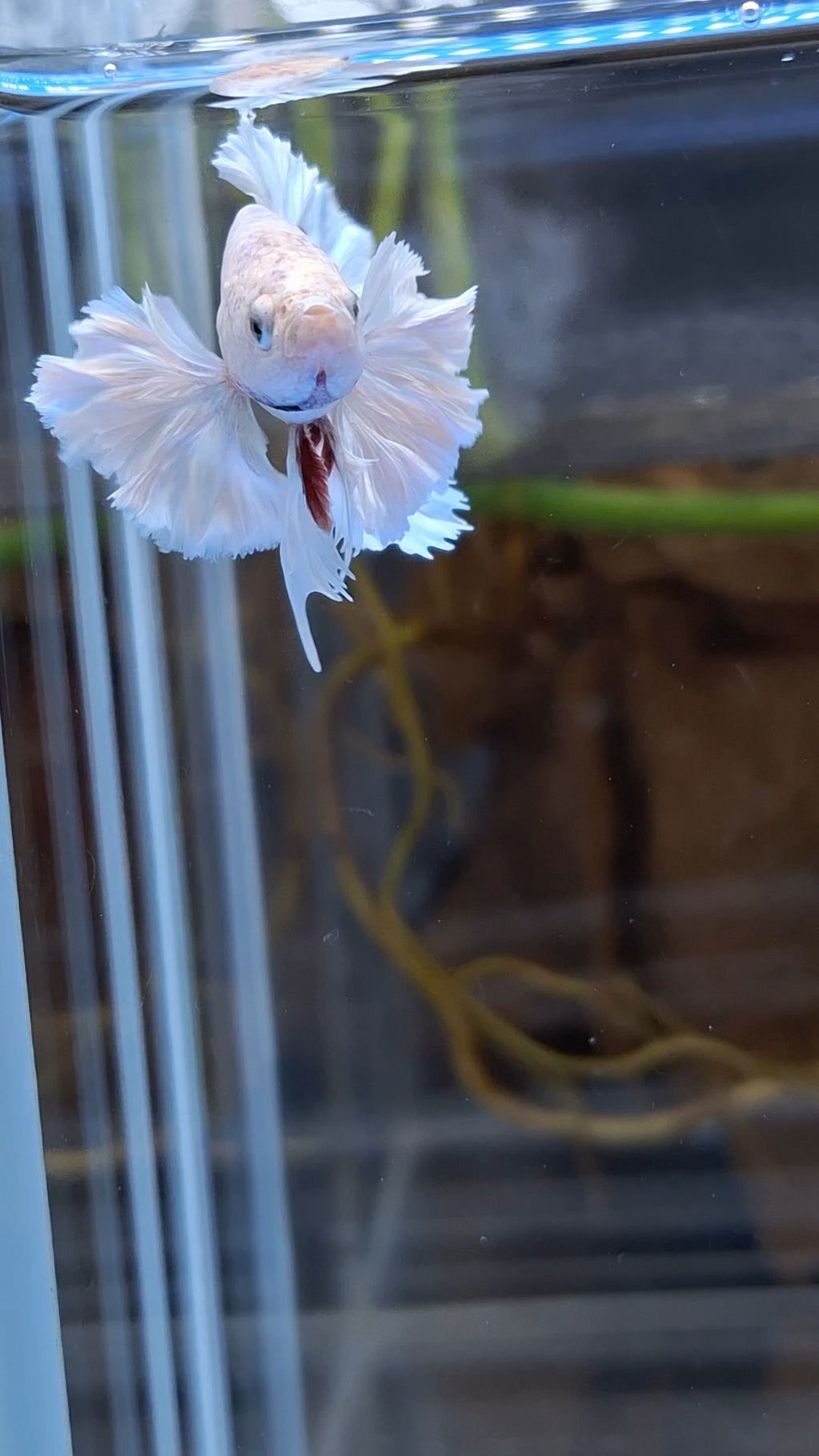 Premium Super Dumbo Ear Rose Rare Betta Fish Male