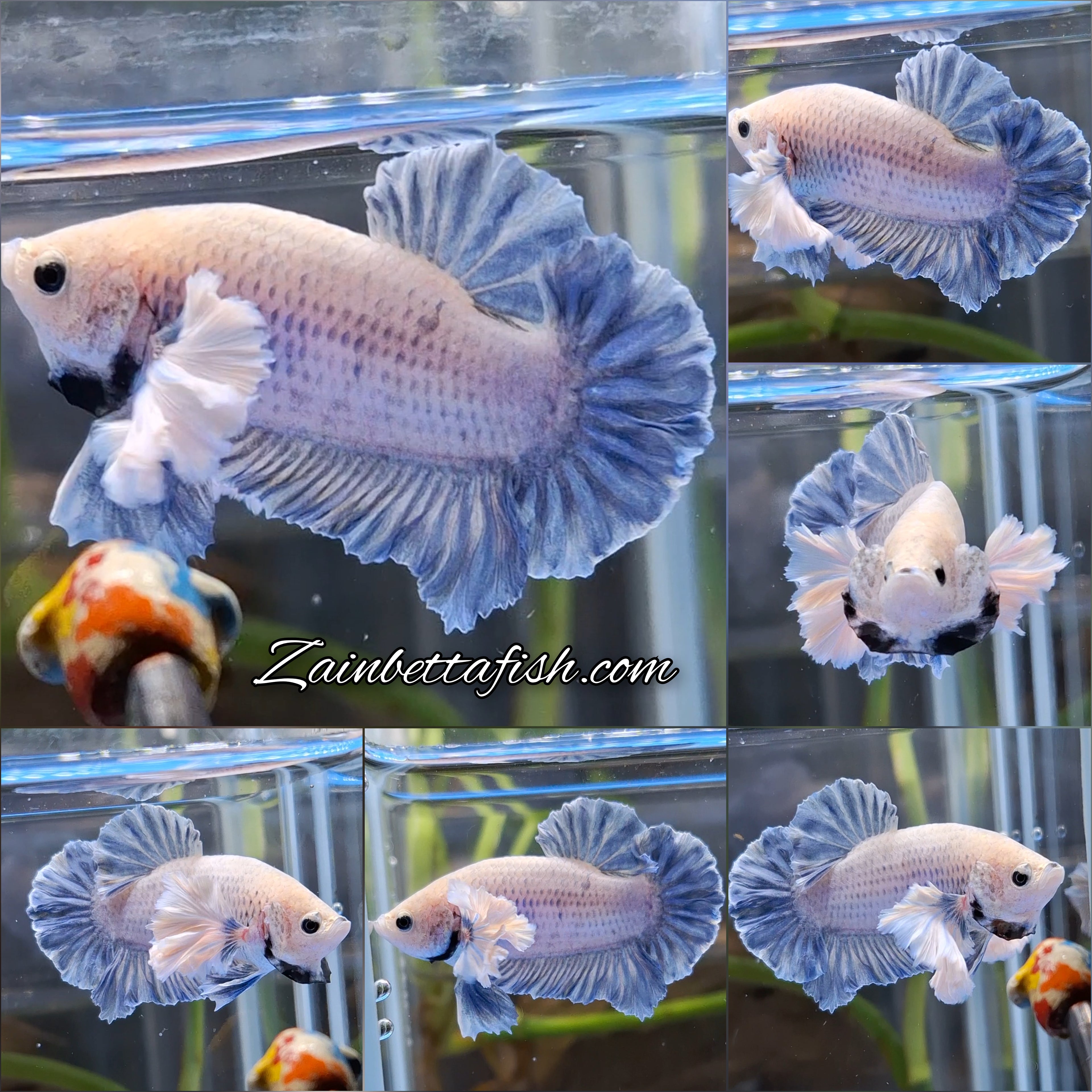 Rose Dumbo Ear Grizzle Plakat Betta Fish Male