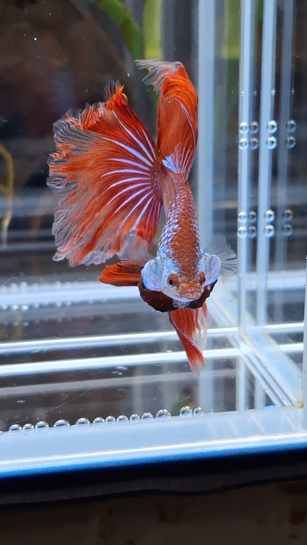 Halfmoon Rosetail Curly Red Imbellis Rare Hybrid Wild Betta Fish Male