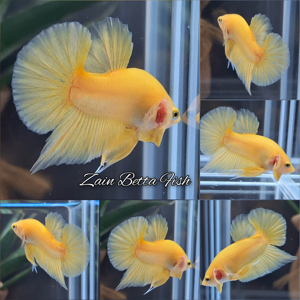 Junior Yellow Solid Color Plakat HMPK Betta Fish Male