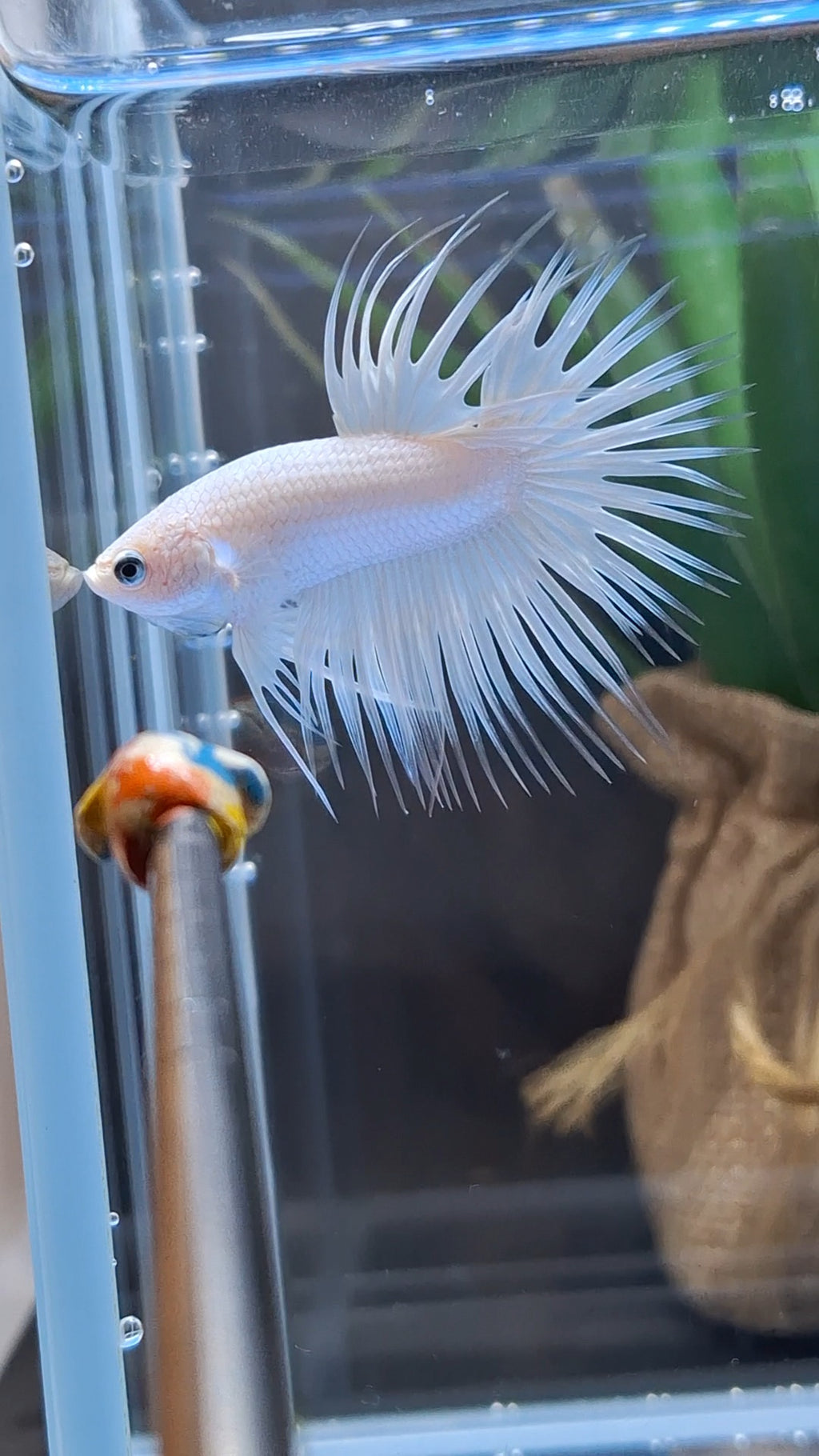 Premium Crowntail White Platinum Betta Fish Male