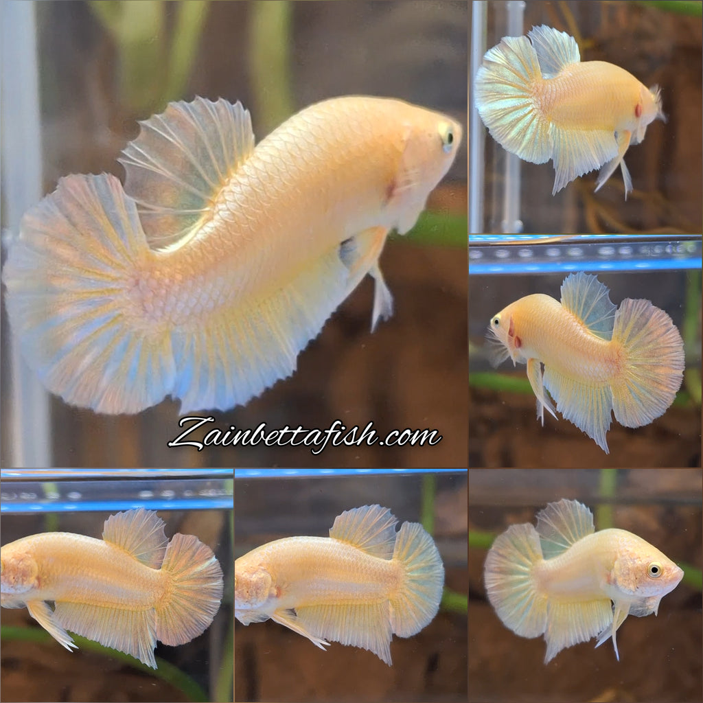 Gold Plakat HMPK Betta Fish Male