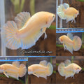Gold Plakat HMPK Betta Fish Male
