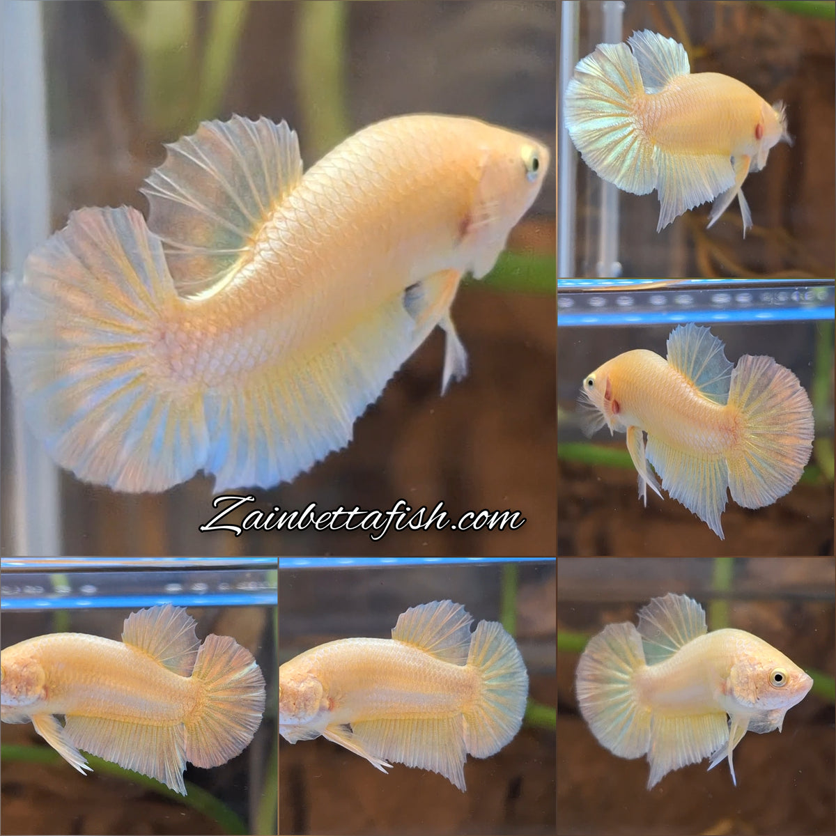 Gold Plakat HMPK Betta Fish Male