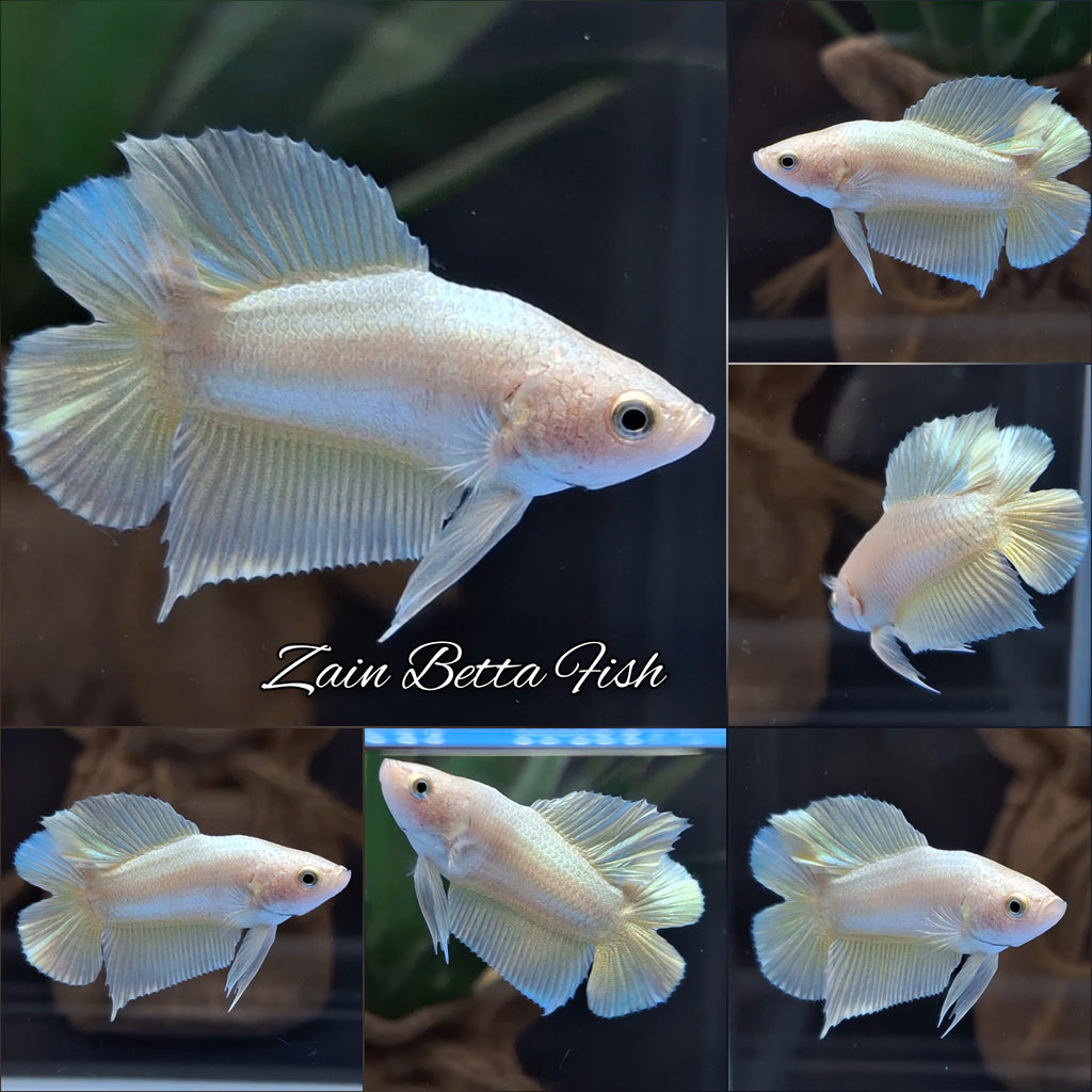 Junior Gold Double Tail Plakat DTPK HMPK Betta Fish Male