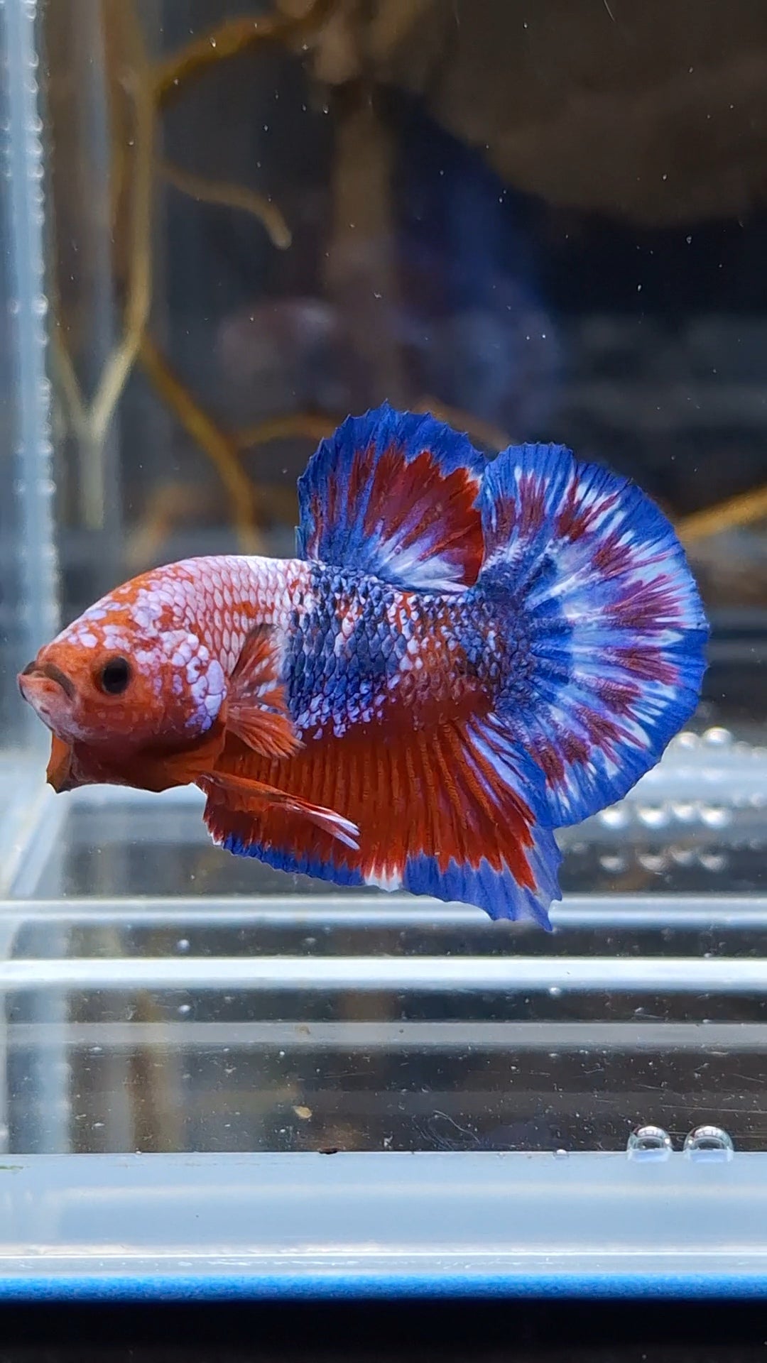 White Scale Fancy Plakat HMPK Betta Fish Male