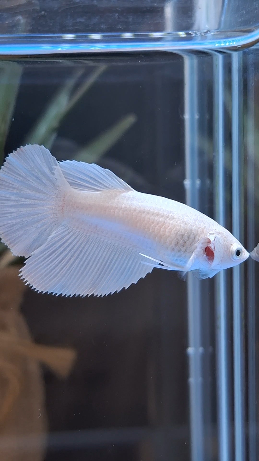 Halfmoon White Platinum Female Betta Fish For Sorority and Breed