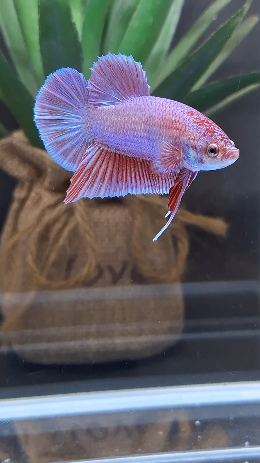 Purple Pink Aurora Rare Plakat HMPK Betta Fish Male