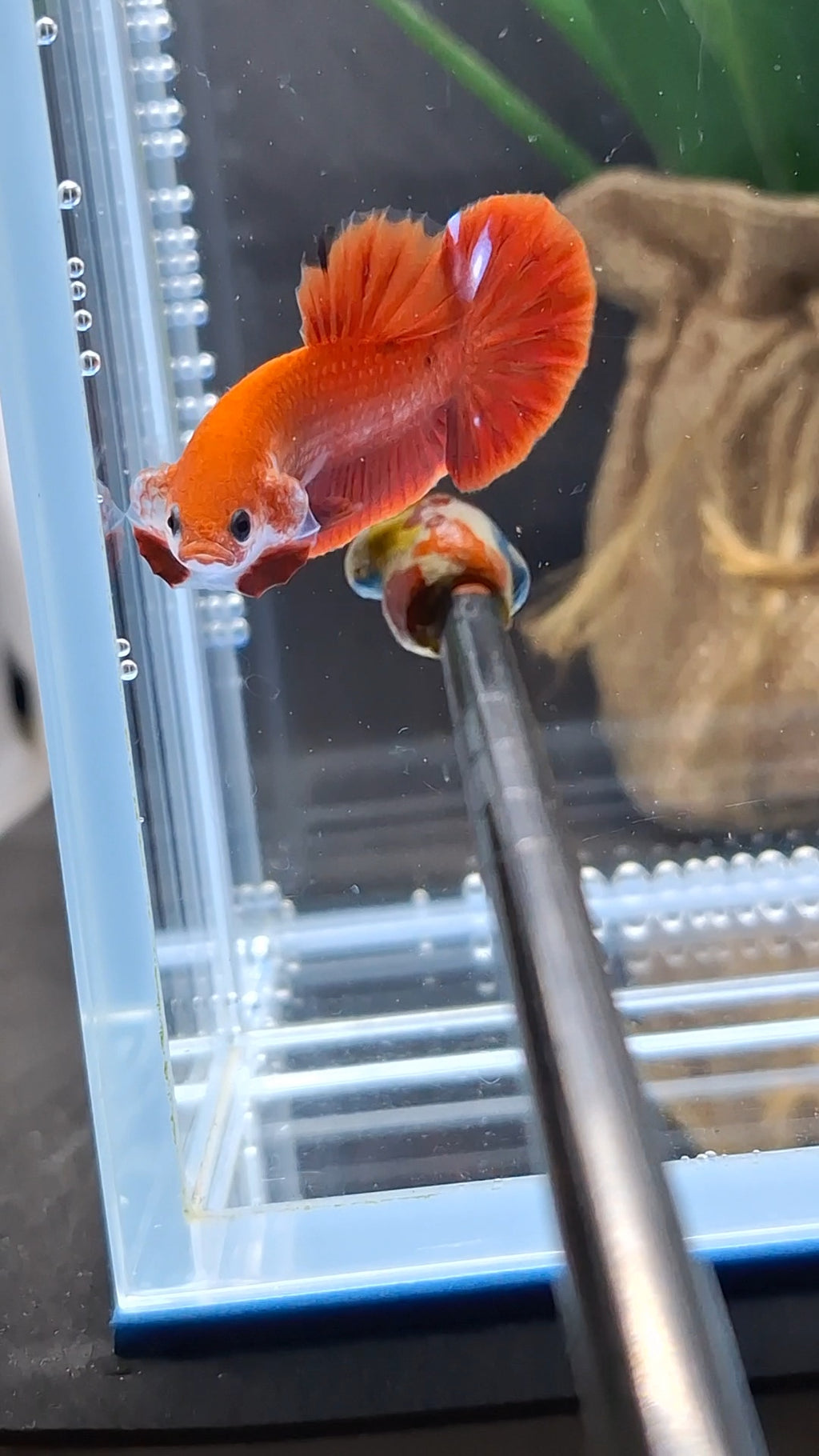 Hellboy Red Monkey Face Plakat HMPK Betta Fish Male