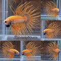 Crowntail Betta Fish Male