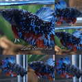 Avatar Bluestar Nebula Galaxy HMPK Betta Fish Male