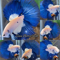 Halfmoon Blue Rim Betta Fish Male