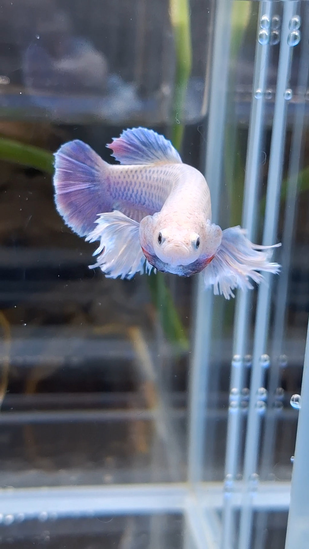 Dumbo Ear Halfmoon Purple Rainbow Female Betta Fish For Sorority / Breed