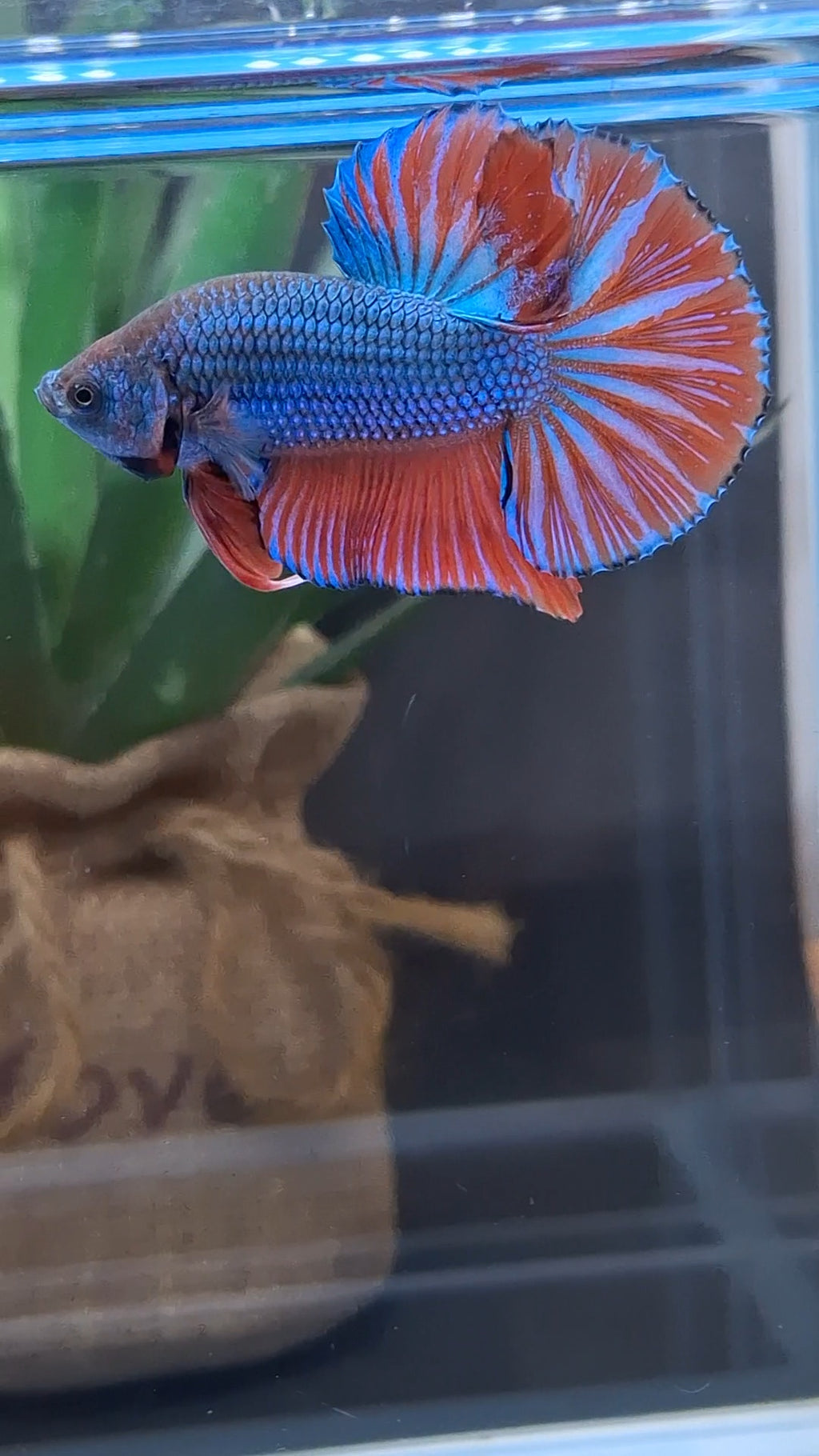 Big Tail Startail HMPK Betta Fish Male