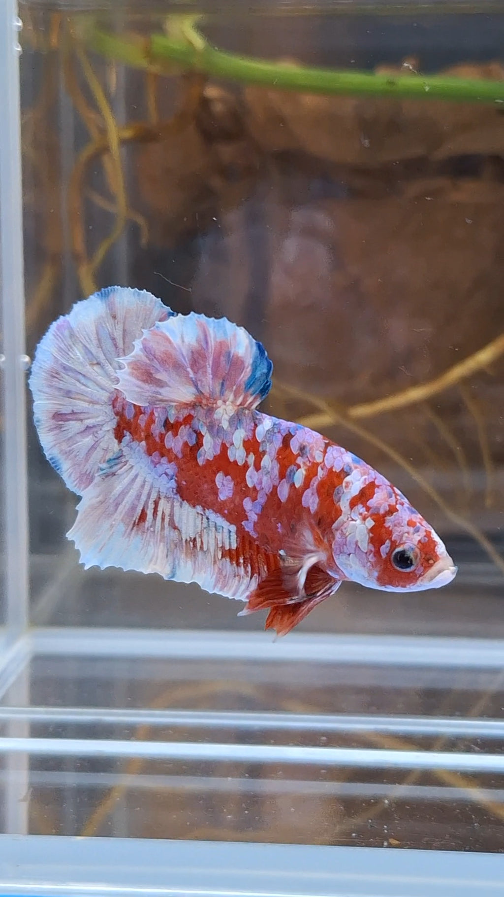 Barongsai Plakat HMPK Betta Fish Male
