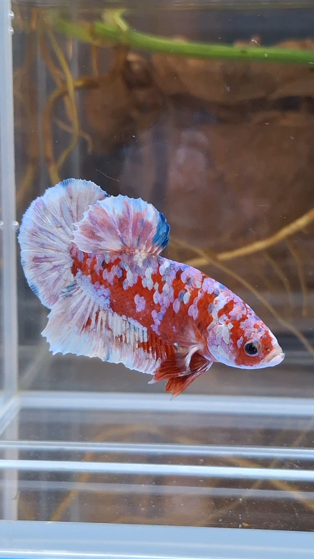 Barongsai Plakat HMPK Betta Fish Male