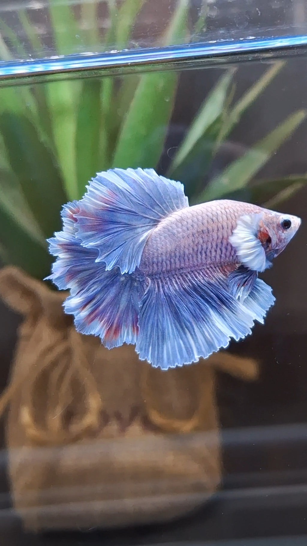 King Feathertail Dumbo Ear Grizzle Butterfly Purple Wash Betta Fish