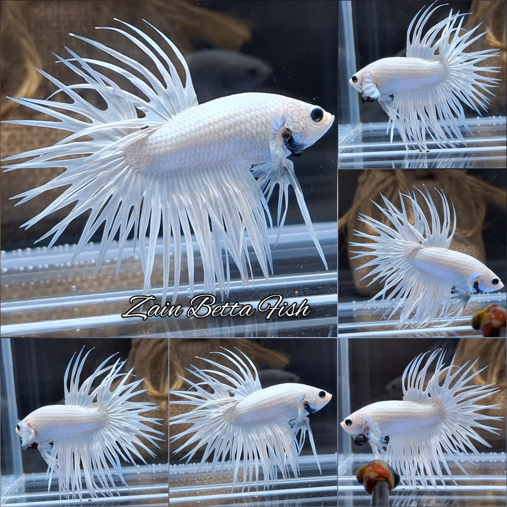 Crowntail White Platinum Betta Fish Male