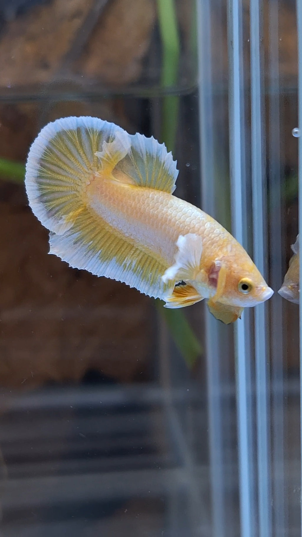Gold Big Ear Butterfly Plakat Betta Fish Male