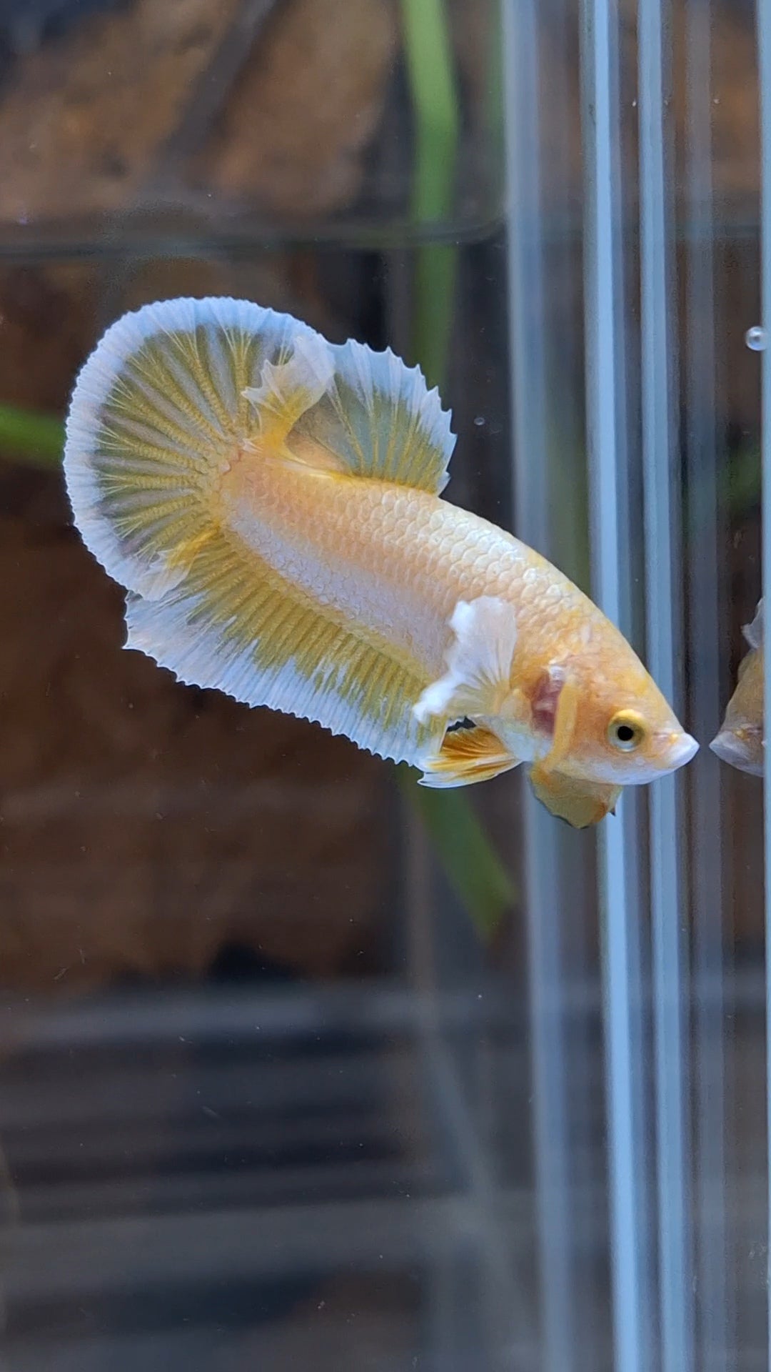 Gold Big Ear Butterfly Plakat Betta Fish Male