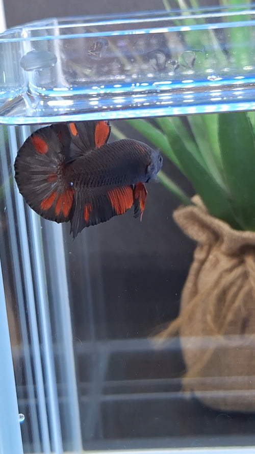Avatar Black Red Vampire Fire Plakat HMPK Betta Fish Male