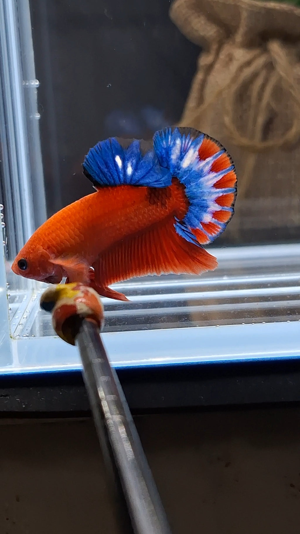Hellboy Plakat HMPK Betta Fish Male