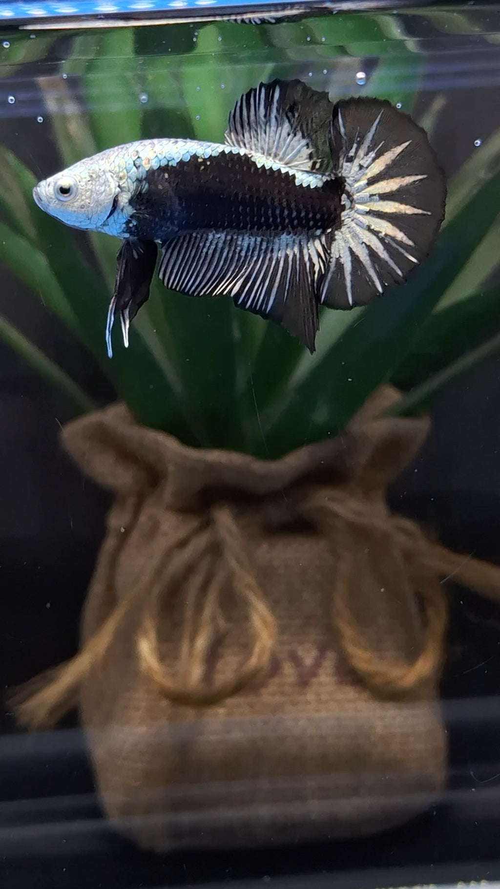 Samurai Plakat HMPK Betta Fish Male