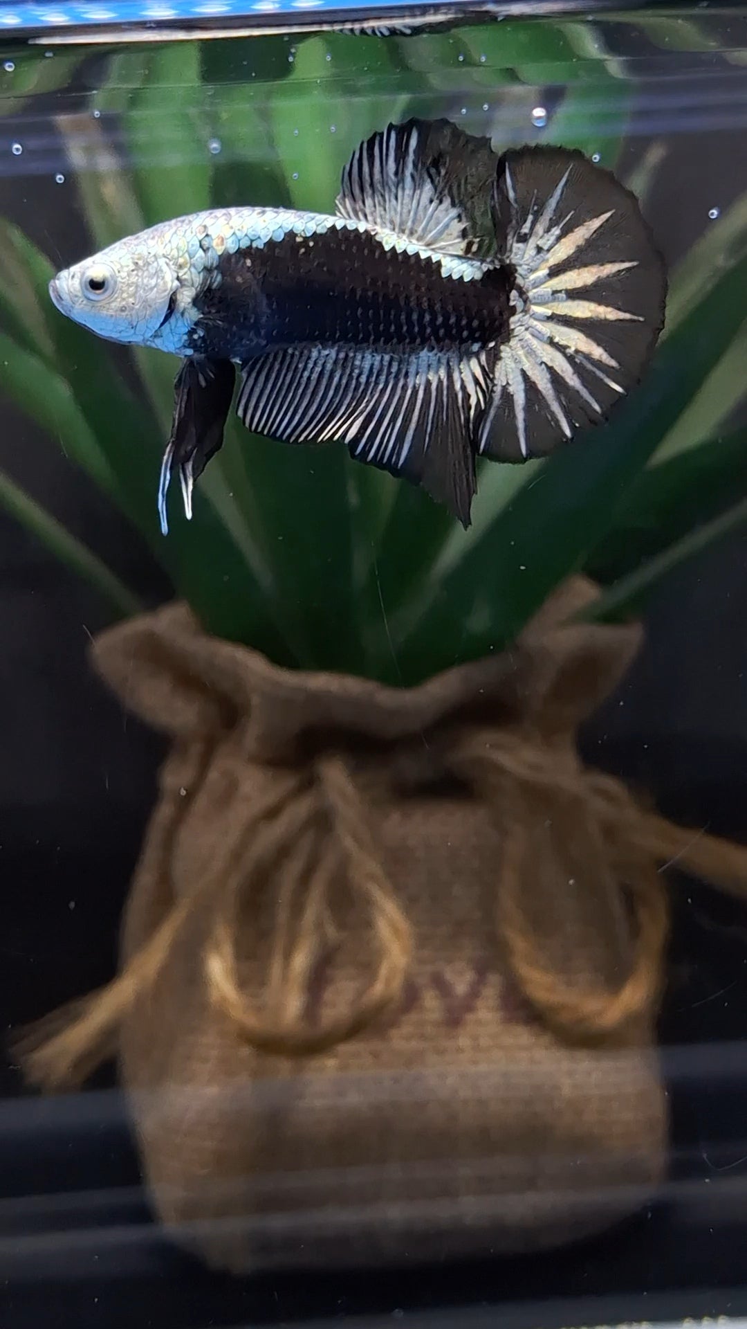 Samurai Plakat HMPK Betta Fish Male