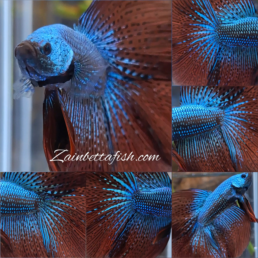 Premium Over Halfmoon Rare Alien Green Wild Betta Fish Male Large Size