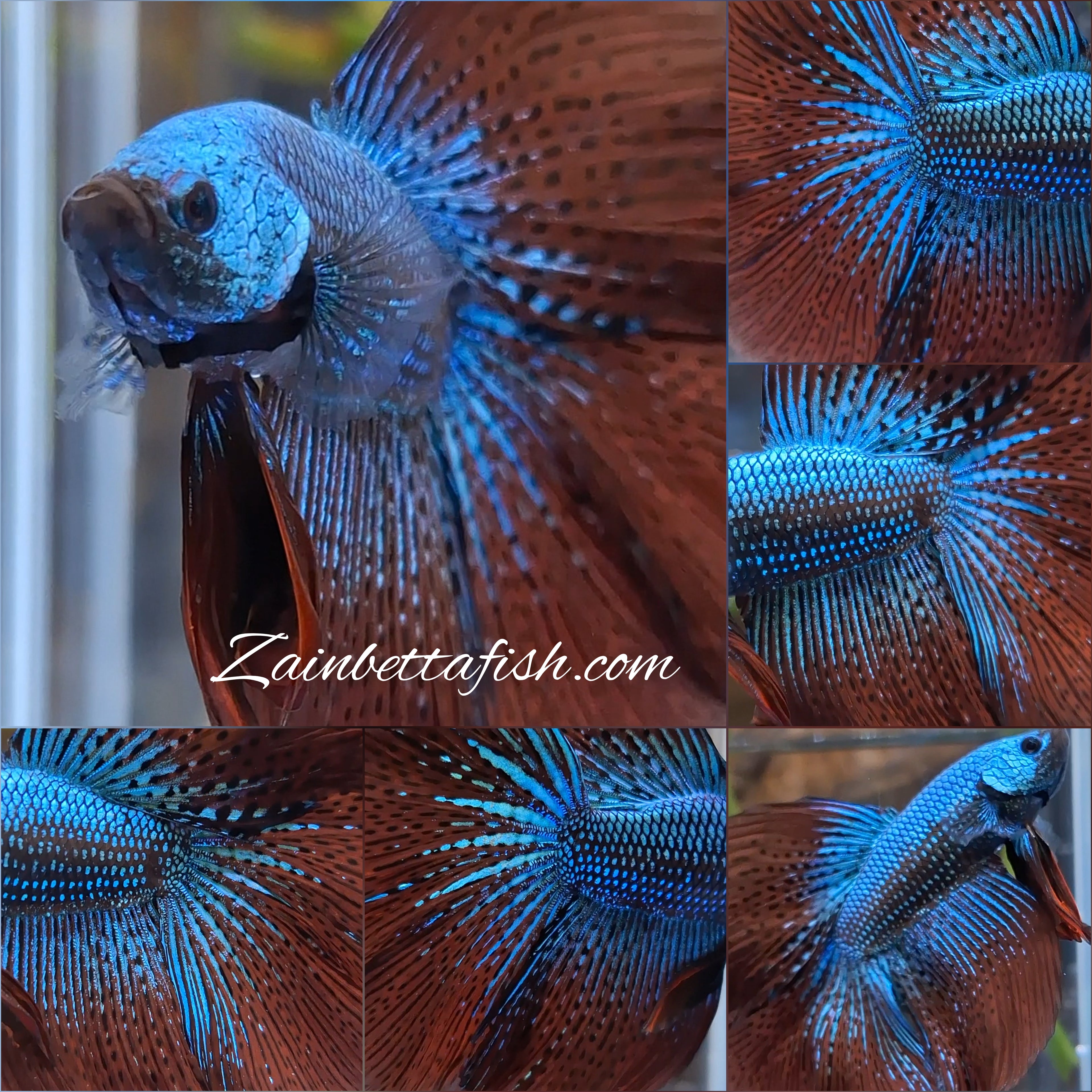 Premium Over Halfmoon Rare Alien Green Wild Betta Fish Male Large Size