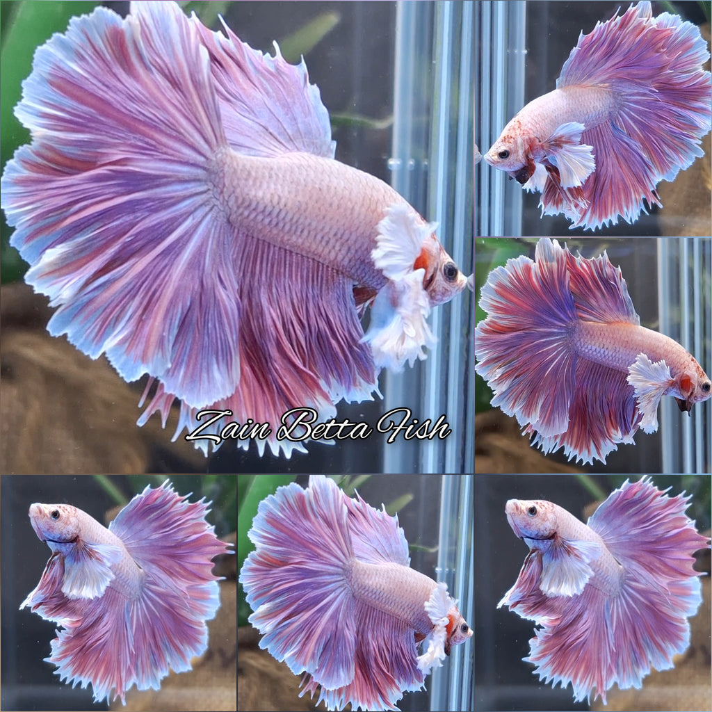 Halfmoon Rosetail Dumbo Ear Purple Betta Fish Male