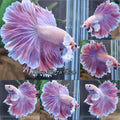 Halfmoon Rosetail Dumbo Ear Purple Betta Fish Male