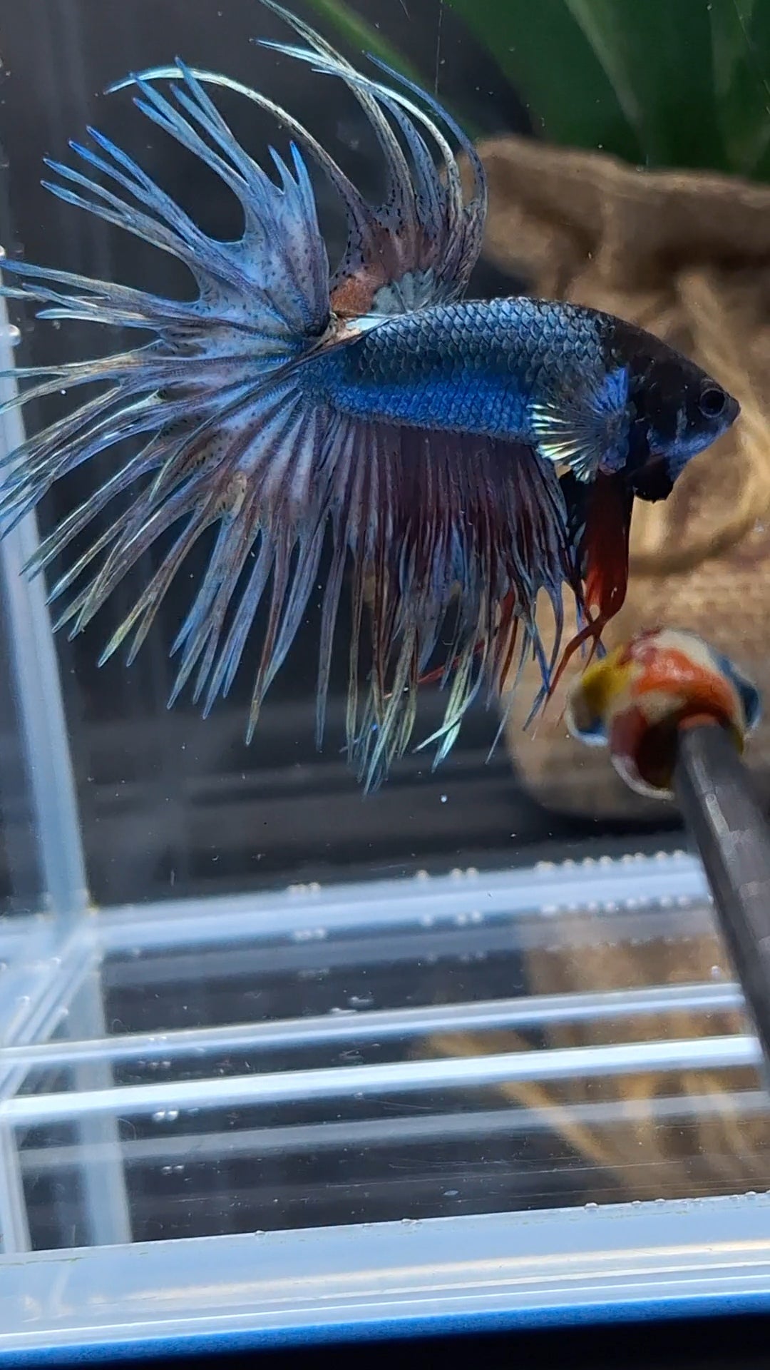 Crowntail Copper Black Head Premium Betta Fish Male
