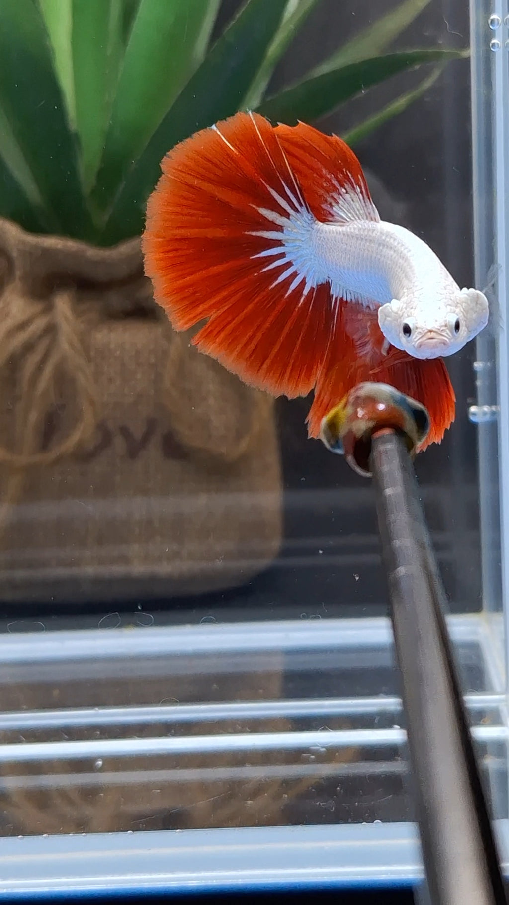 Halfmoon Red Dragon Betta Fish Male