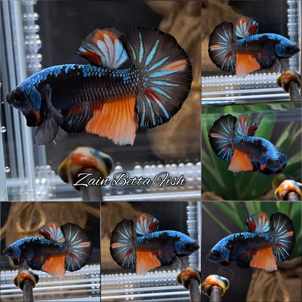 Avatar Black Variation Plakat HMPK Betta Fish