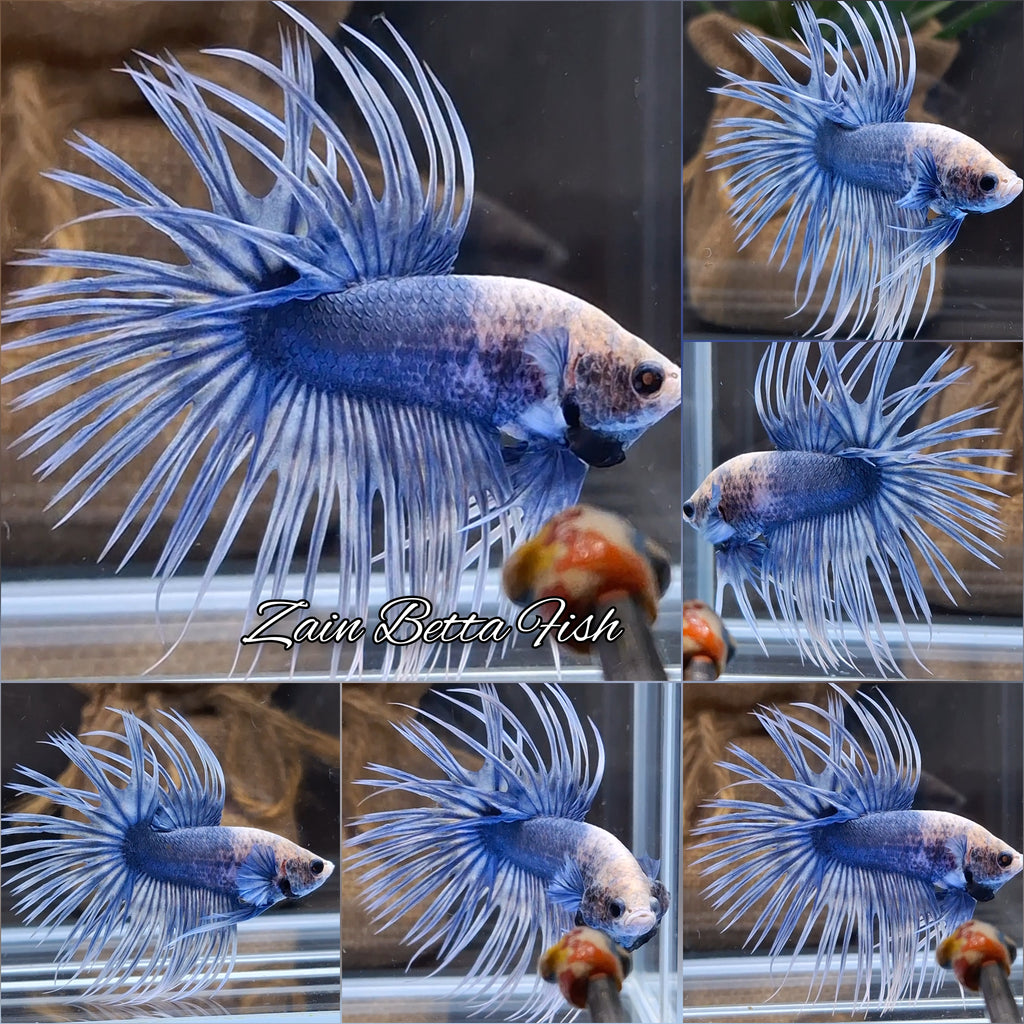 Crowntail Grizzle Betta Fish Male