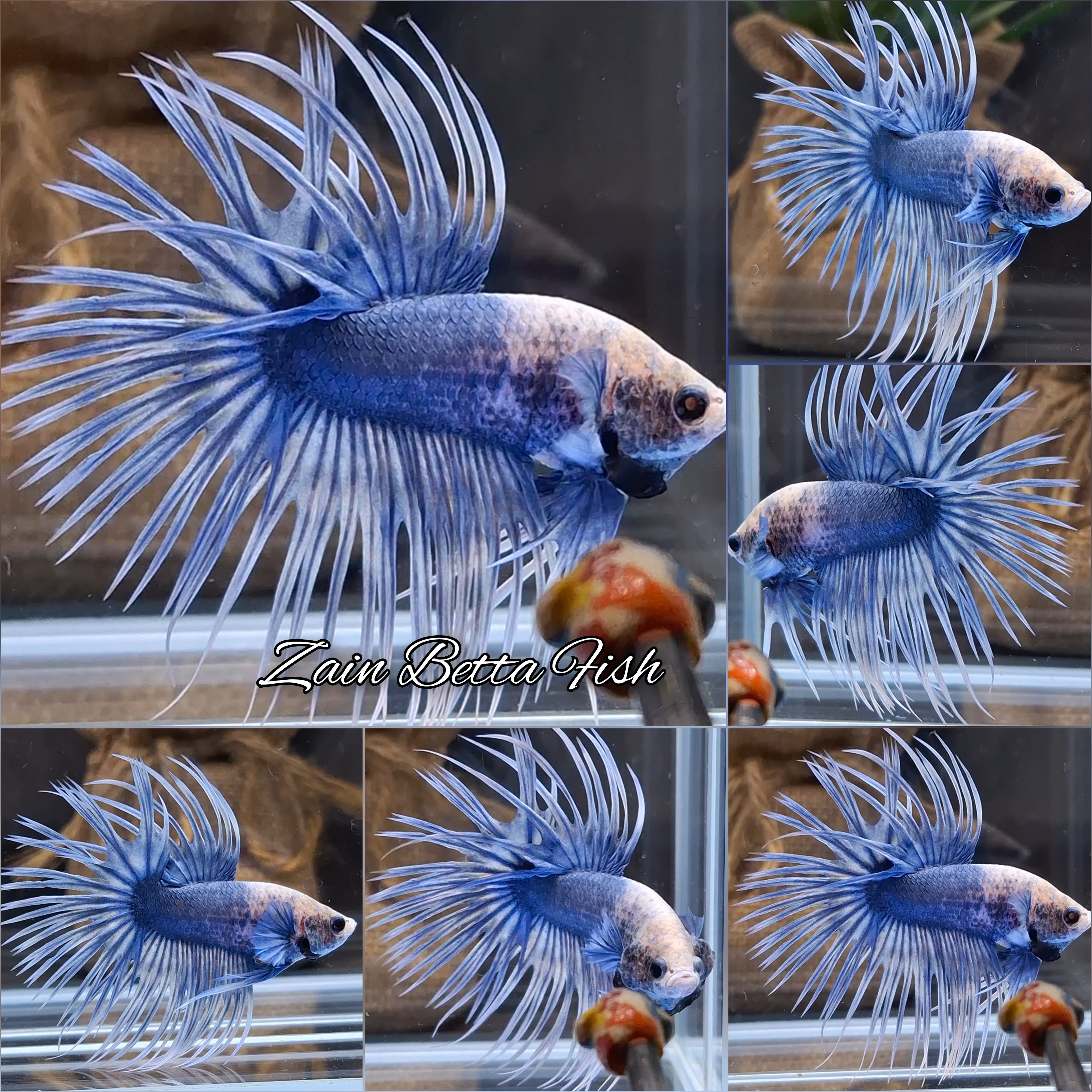 Crowntail Grizzle Betta Fish Male