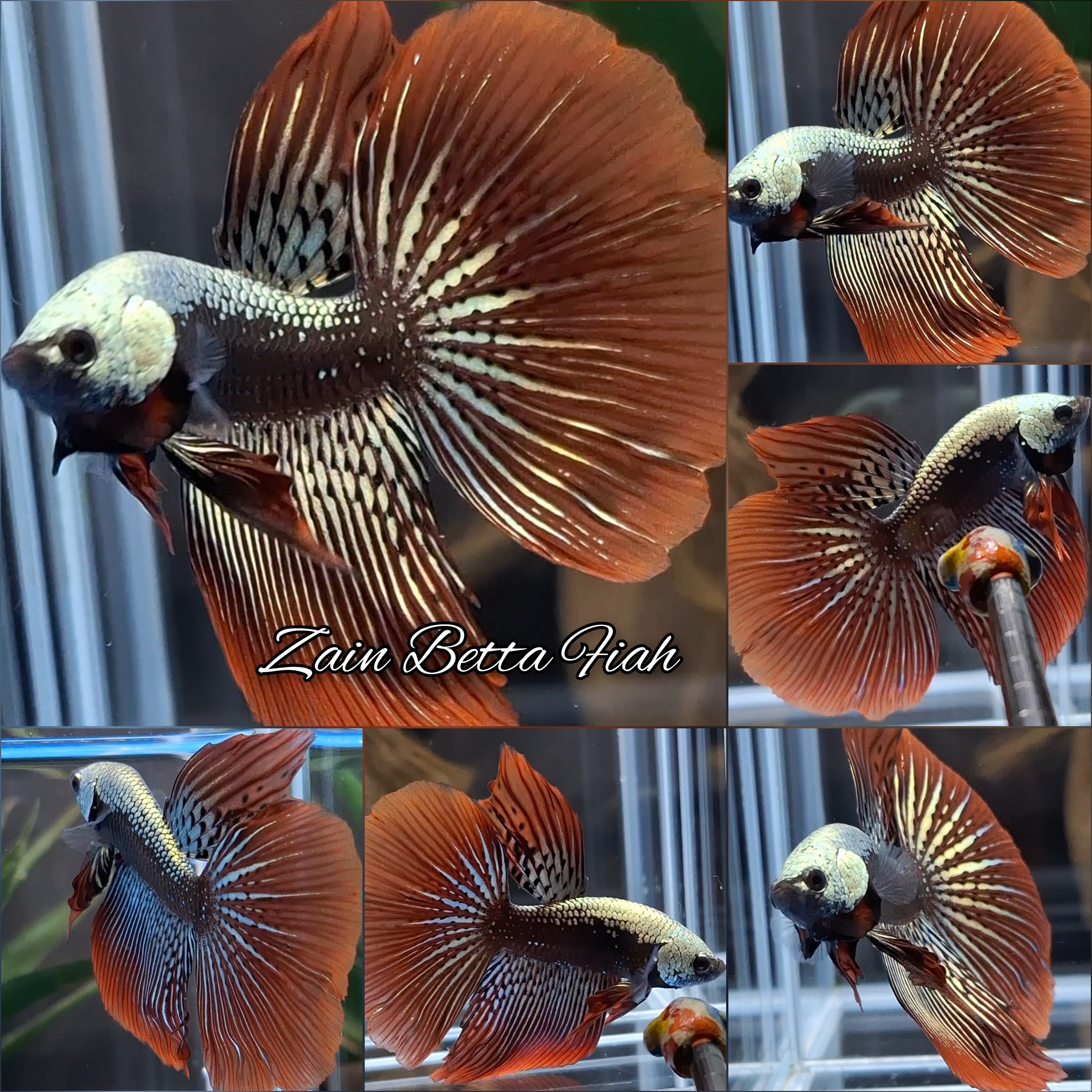 Luxury Halfmoon Alien Samurai Copper Hybrid Rare Wild Betta Fish Male