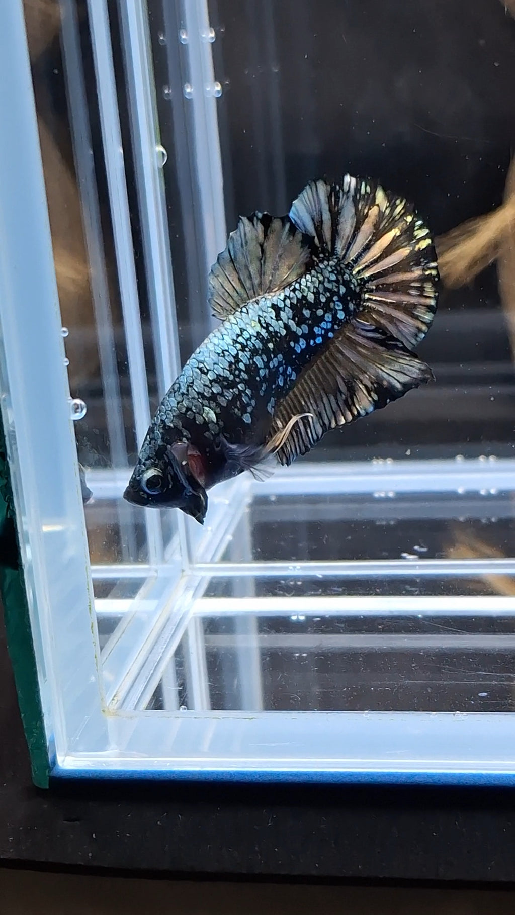 Gold Copper Nebula Avatar Plakat HMPK Betta Fish Male