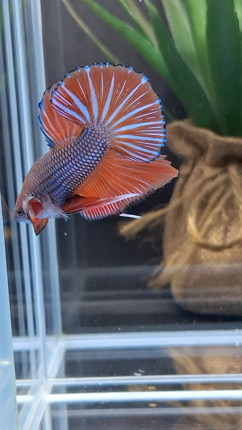 Orange Pumpkin Big Tail HMPK Betta Fish Male