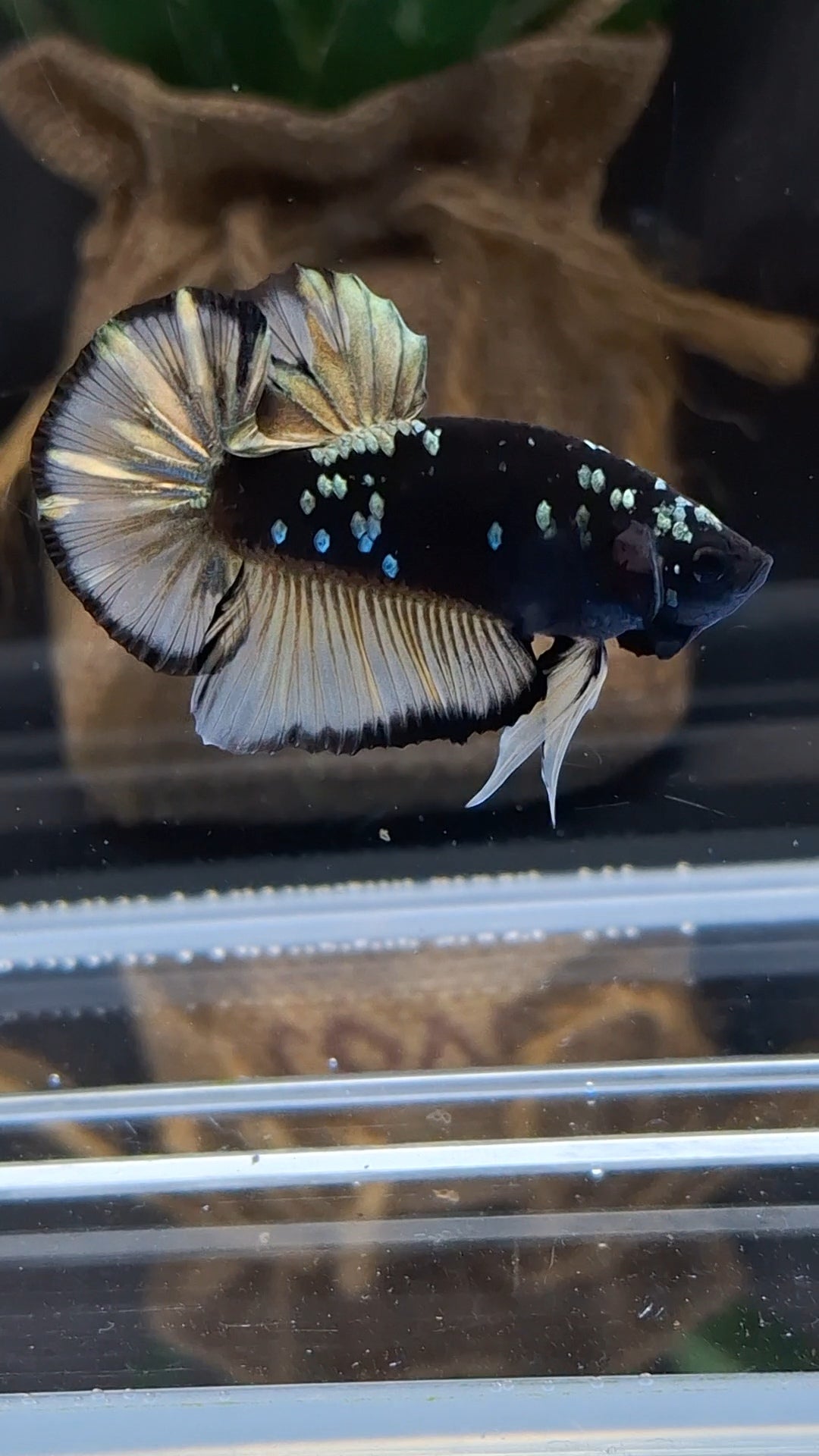 Avatar Yellow Copper Gold Plakat HMPK Betta Fish Male