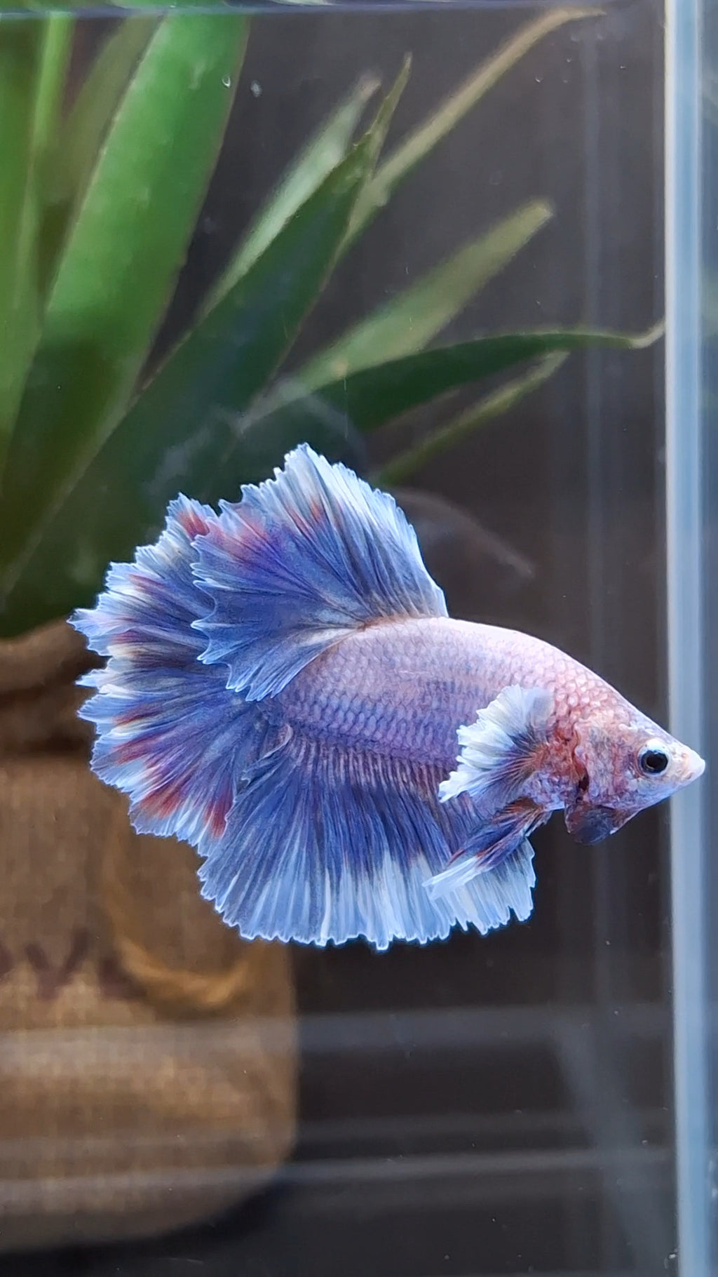 King Feathertail Dumbo Ear Grizzle Butterfly Purple Wash Betta Fish