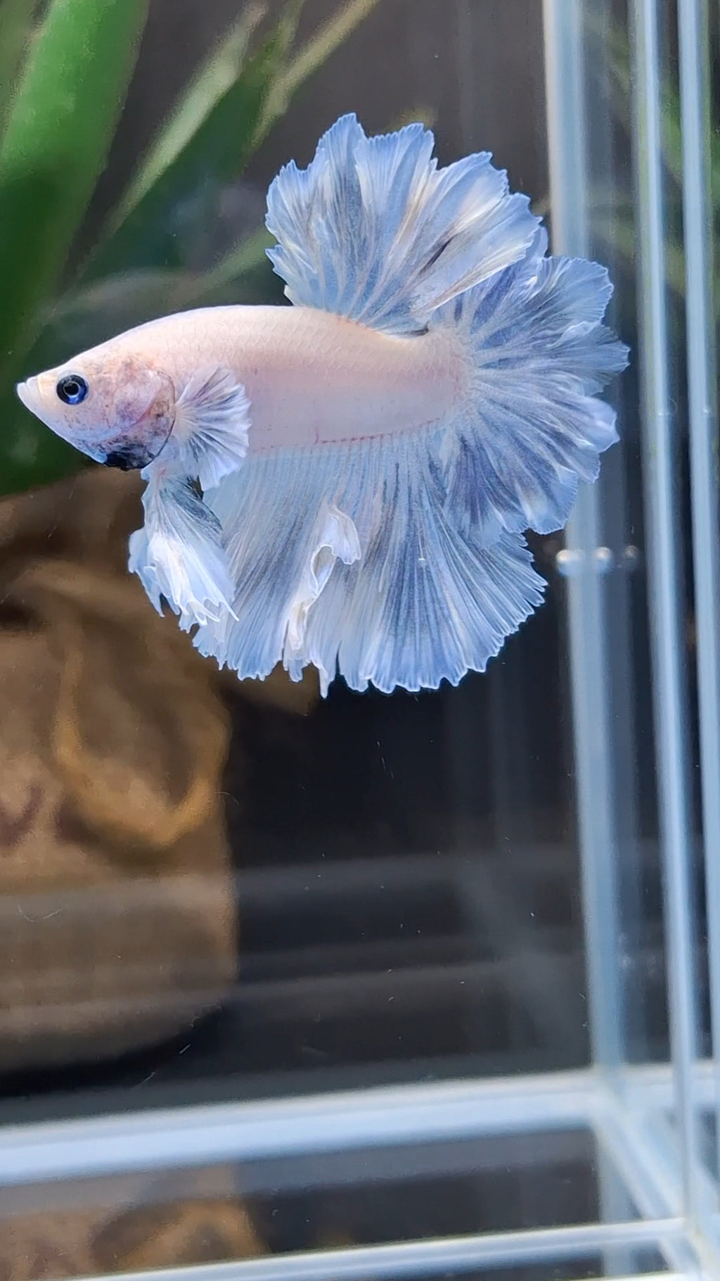 King Feathertail Pastel Blue Sky Betta Fish Male