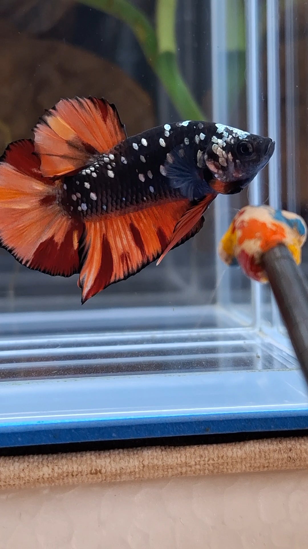 Avatar Nemo Copper Gold Black Variation Plakat HMPK Betta Fish Male