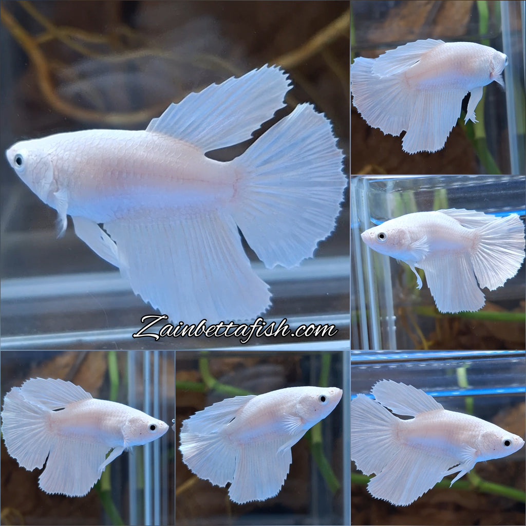 Halfmoon White Platinum Female Betta Fish For Sorority / Breed