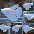 Halfmoon White Platinum Female Betta Fish For Sorority / Breed
