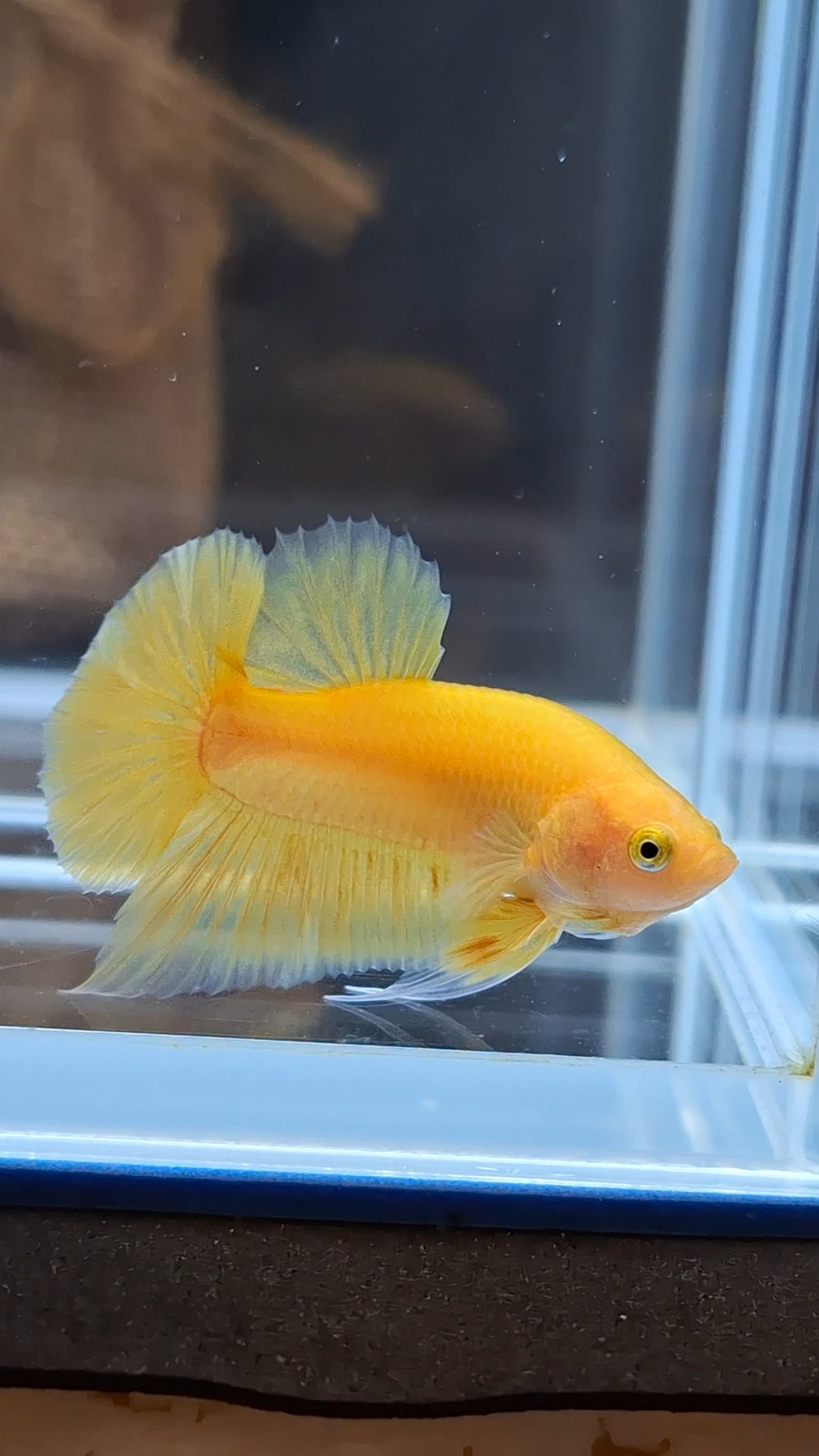 Junior Yellow Solid Color Plakat HMPK Betta Fish Male